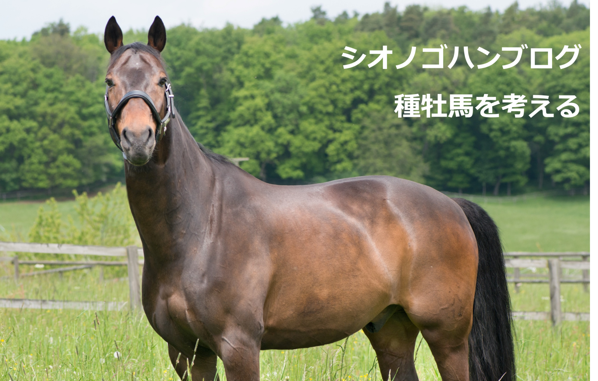 種牡馬‐キズナの分析 | シオノゴハンの一口馬主ブログ